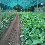 Il Fiore Nel Campo * Caraglio
