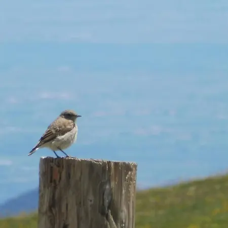 Appartement Il Fiore Nel Campo Caraglio