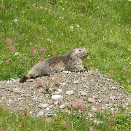 Il Fiore Nel Campo Appartement