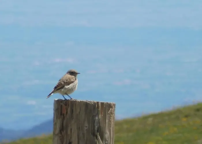 Apartment Il Fiore Nel Campo Caraglio