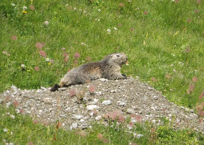 Il Fiore Nel Campo Apartment